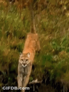 A Mountain Lion Is Walking Through A Field Of Tall Grass GIF