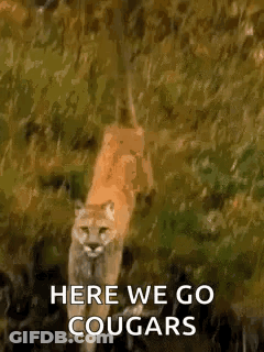 A Mountain Lion Is Walking Through A Grassy Field And Says `` Here We Go Cougars '' . GIF