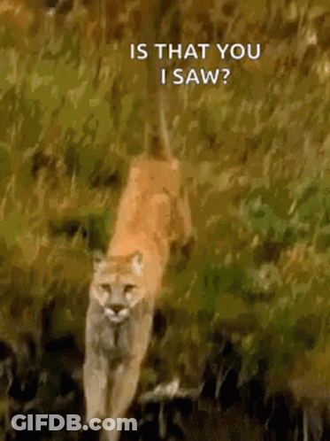 A Mountain Lion Is Walking Through A Grassy Field And Says Is That You I Saw . GIF