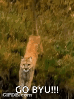 A Mountain Lion Is Walking Through The Grass With The Words `` Go Byu '' Written On It . GIF
