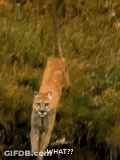 A Mountain Lion Is Walking Through The Woods And Says `` What ? '' GIF