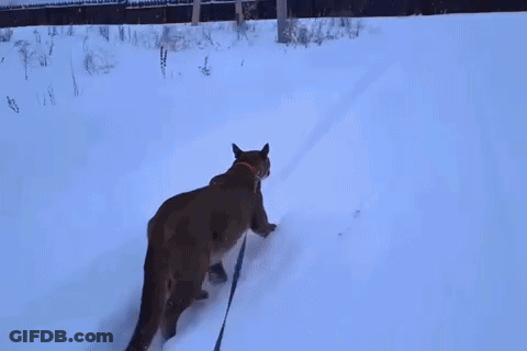 A Mountain Lion On A Leash Is Walking Through The Snow . GIF