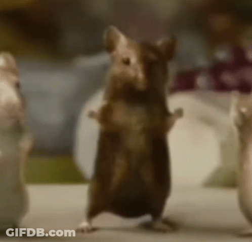 A Mouse Is Standing On Its Hind Legs In Front Of Two Other Mice GIF