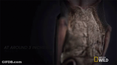 A National Geographic Advertisement Shows A Bat GIF