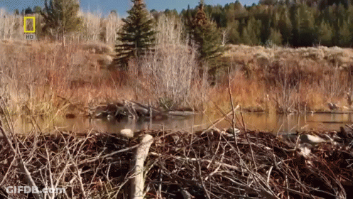 A National Geographic Logo Can Be Seen In The Background Of A Field GIF