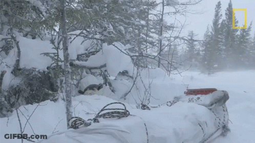 A National Geographic Logo Can Be Seen In The Background Of A Snowy Scene GIF
