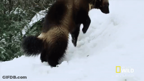 A National Geographic Logo Can Be Seen In The Background GIF