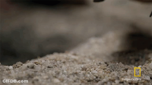 A National Geographic Logo Can Be Seen On The Bottom Of A Pile Of Sand GIF