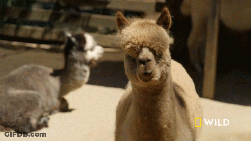A National Geographic Logo Is On The Bottom Of A Picture Of Two Alpacas GIF