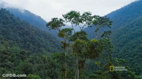 A National Geographic Photo Of A Forest GIF