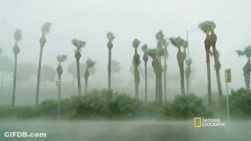 A National Geographic Photo Of Palm Trees In A Storm GIF