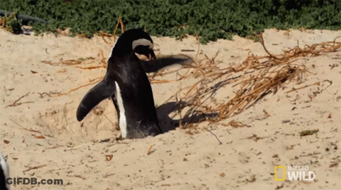 A National Geographic Wild Penguin Is Digging In The Sand GIF