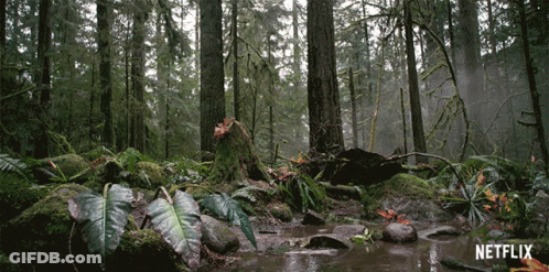 A Netflix Logo Is Displayed In The Background Of A Forest GIF
