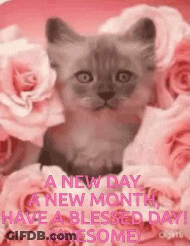 A New Day A New Month Have A Blessed Day Awesome Kitten GIF
