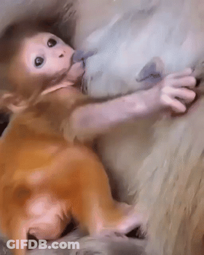 A Painting Of A Baby Monkey Laying On A Rock GIF