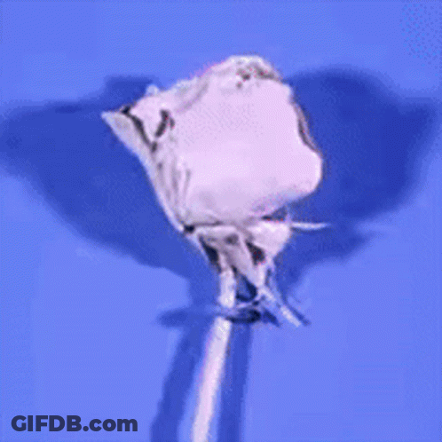Black Rose With Crown Painting GIF