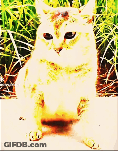 A Painting Of A Cat With A Watermark That Says ' Neiwarrior ' On It GIF