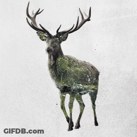 A Painting Of A Deer With Antlers And A Forest In The Background GIF