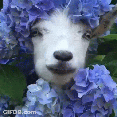 A Painting Of A Goat Surrounded By Blue Hydrangea Flowers GIF
