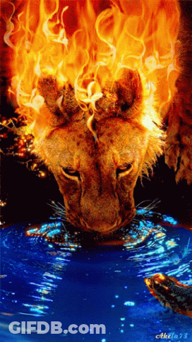 A Painting Of A Lion Drinking From A Pool Of Water With The Number 73 On The Bottom GIF