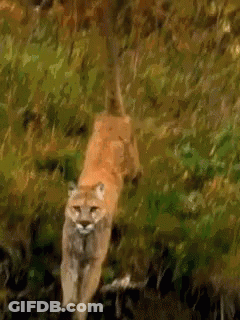 A Painting Of A Mountain Lion Walking Through The Woods . GIF