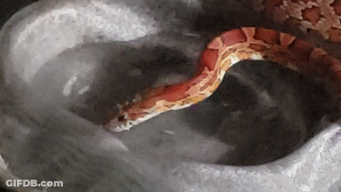 A Painting Of A Snake In A Gray Container GIF