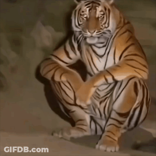 A Painting Of A Tiger Sitting Down With Its Paws Crossed GIF