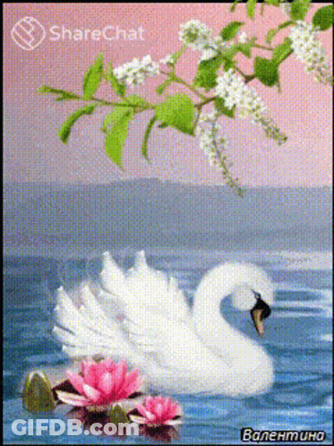 A Painting Of A White Swan With Pink Flowers In The Water GIF