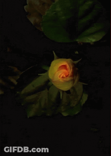 A Painting Of A Yellow Flower With A Black Background GIF