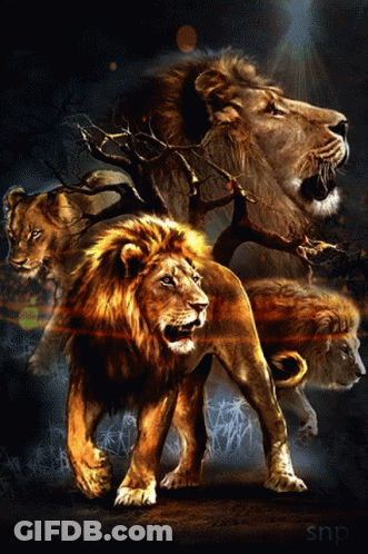 A Painting Of Three Lions With Snp Written On The Bottom GIF