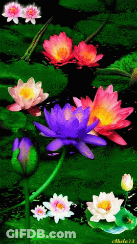 A Painting Of Water Lilies With The Name Akela73 At The Bottom GIF