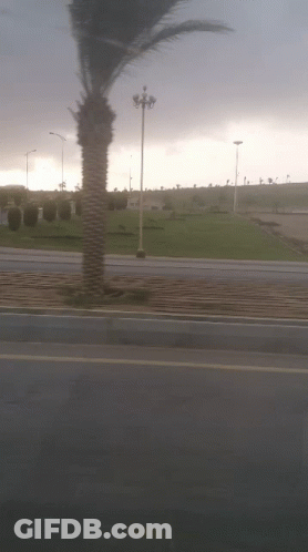 A Palm Tree Is Blowing In The Wind Along The Side Of The Road GIF