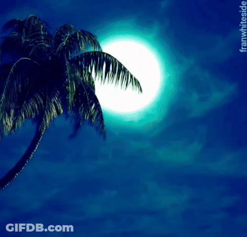 A Palm Tree Is Silhouetted Against A Full Moon With The Words Good Night Below It GIF