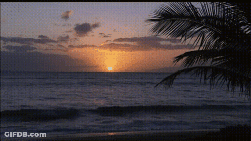 A Palm Tree Is Silhouetted Against A Sunset Over The Ocean GIF