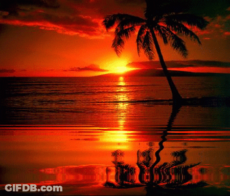 A Palm Tree Is Standing In The Water At Sunset GIF