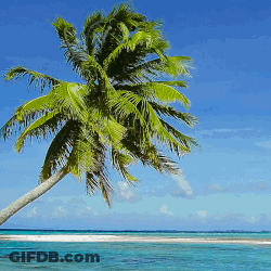 A Palm Tree On A Beach With The Ocean Behind It GIF