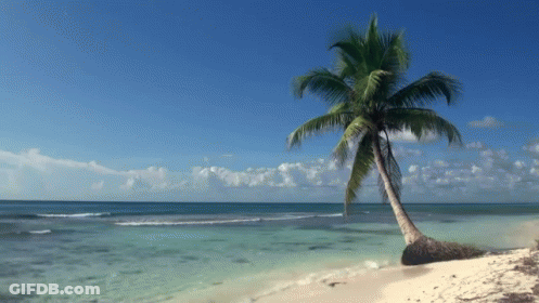A Palm Tree On A Sandy Beach With The Ocean Behind It GIF
