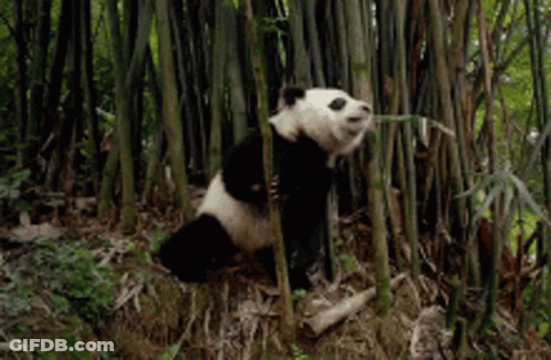 A Panda Bear Is Eating A Bamboo Leaf In A Forest GIF