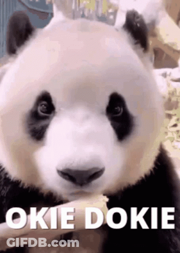 A Panda Bear Is Eating A Piece Of Food With The Words `` Okie Dokie '' Written Next To It . GIF
