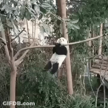 A Panda Bear Is Hanging From A Tree Branch In A Forest . GIF