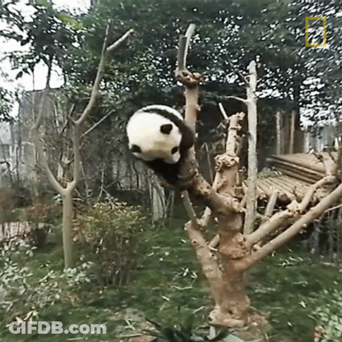 A Panda Bear Is Hanging Upside Down From A Tree GIF