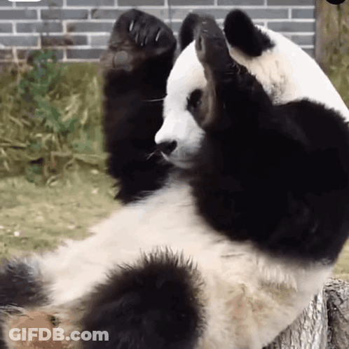 A Panda Bear Is Laying Down On Its Back With Its Paws Up . GIF