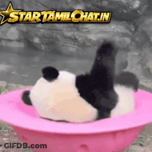 A Panda Bear Is Laying In A Pink Bowl With A Star Tamilchat.in Logo Above It GIF