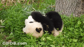 A Panda Bear Is Laying In The Grass On Its Back GIF