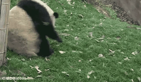 A Panda Bear Is Laying In The Grass With Leaves On The Ground . GIF