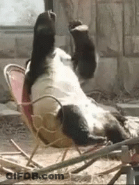 A Panda Bear Is Laying On Its Back In A Chair With Its Paws Up . GIF