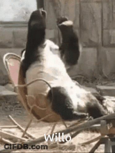 A Panda Bear Is Laying On Its Back In A Chair With The Word Willo Written Below It GIF