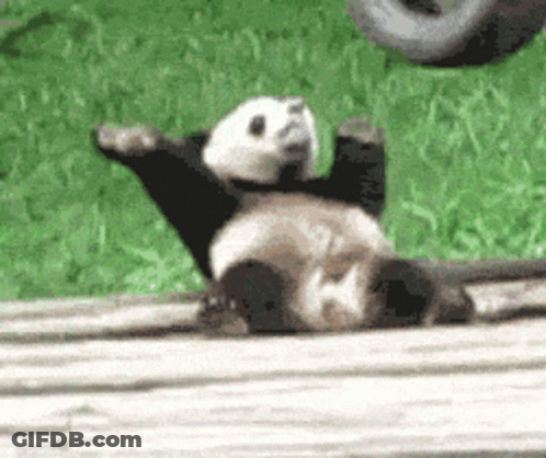 A Panda Bear Is Laying On Its Back On A Wooden Plank . GIF