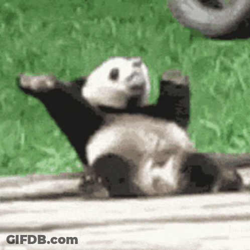 A Panda Bear Is Laying On Its Back On A Wooden Platform . GIF