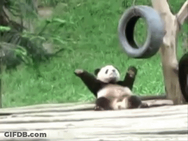 A Panda Bear Is Laying On Its Back With Its Arms Outstretched . GIF